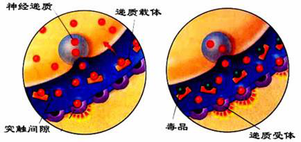 1509160163132576.png ▲毒品对神经的作用.png