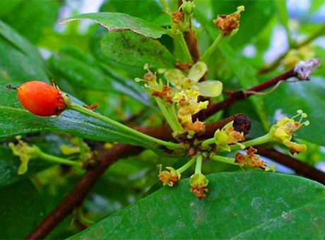 1588235121104119.jpg ▲古柯.jpg