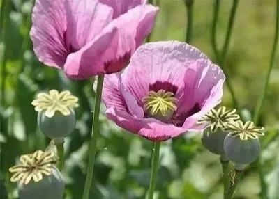 1587084938978413.jpg 罂粟7.jpg