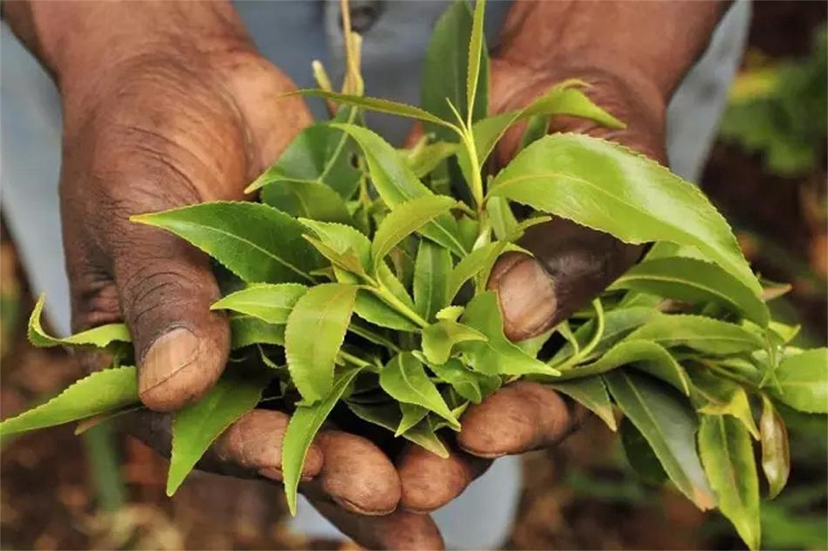 1564714170102067.jpg 1564714170102067.jpg