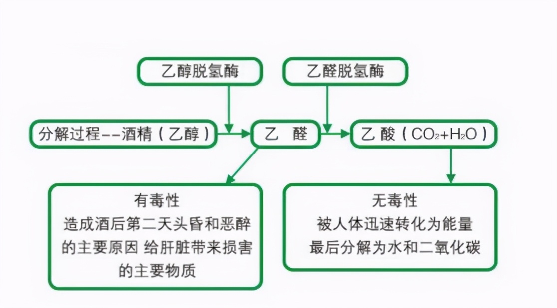 「汪教授分享」睡前喝酒可以帮助睡眠吗？